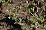 yellowseed false pimpernel